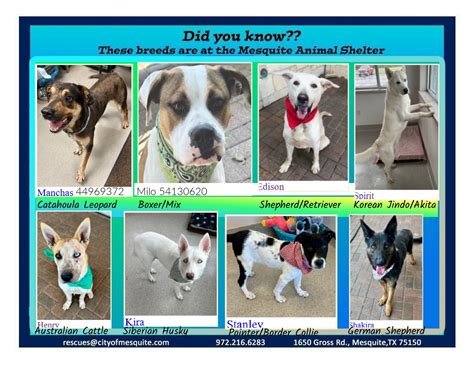 mesquite animal shelter|friends of mesquite animal shelter.